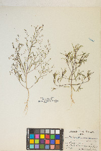 Gayophytum ramosissimum image