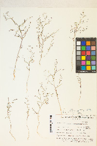 Gayophytum ramosissimum image