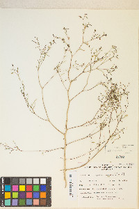 Gayophytum ramosissimum image