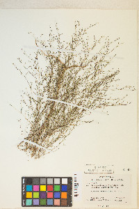 Gayophytum ramosissimum image