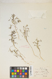 Gayophytum ramosissimum image