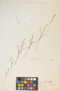 Gayophytum ramosissimum image