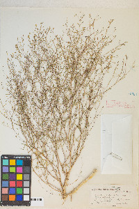 Gayophytum ramosissimum image