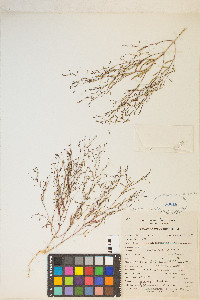 Gayophytum ramosissimum image