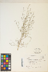 Gayophytum ramosissimum image