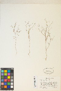 Gayophytum ramosissimum image