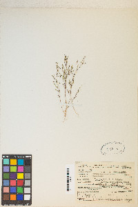 Gayophytum ramosissimum image