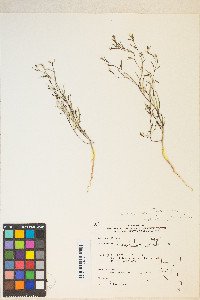 Gayophytum ramosissimum image