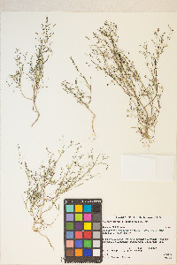 Gayophytum ramosissimum image