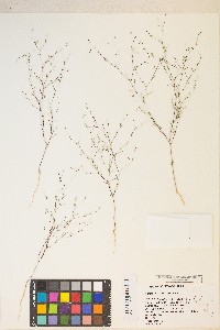 Gayophytum ramosissimum image