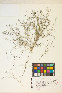 Gayophytum ramosissimum image