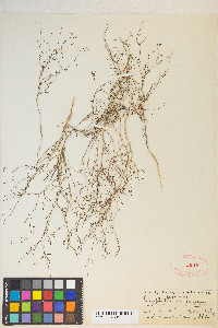 Gayophytum ramosissimum image