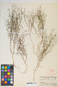 Gayophytum ramosissimum image