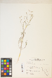 Gayophytum ramosissimum image