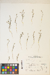 Gayophytum ramosissimum image