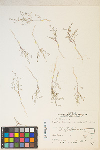 Gayophytum ramosissimum image