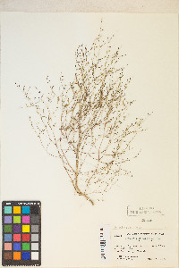 Gayophytum ramosissimum image