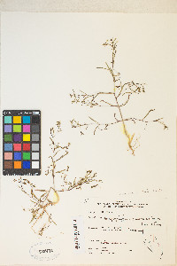 Gayophytum ramosissimum image