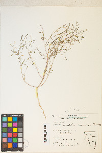 Gayophytum ramosissimum image