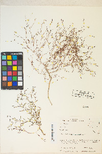 Gayophytum ramosissimum image