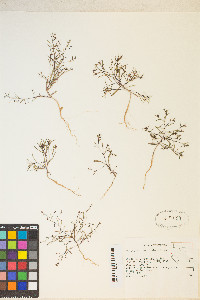 Gayophytum ramosissimum image