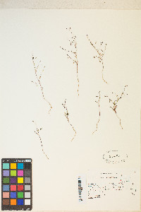 Gayophytum ramosissimum image