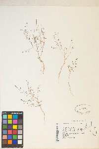 Gayophytum ramosissimum image