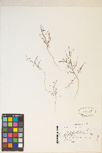 Gayophytum ramosissimum image