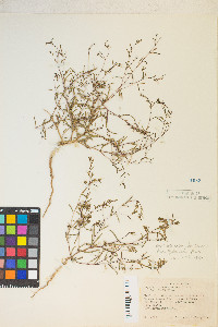 Gayophytum ramosissimum image