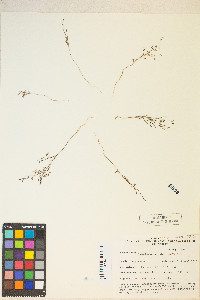 Gayophytum ramosissimum image