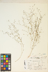 Gayophytum ramosissimum image