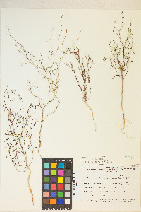 Gayophytum ramosissimum image