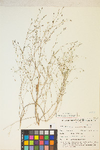 Gayophytum ramosissimum image