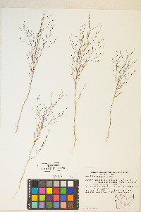 Gayophytum ramosissimum image