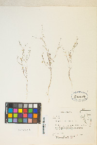 Gayophytum ramosissimum image