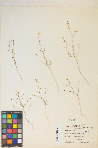 Gayophytum ramosissimum image