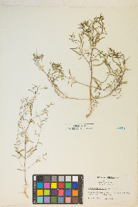 Gayophytum ramosissimum image