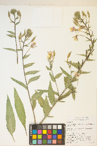 Oenothera villosa subsp. strigosa image