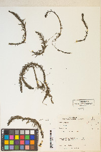 Hippuris vulgaris image