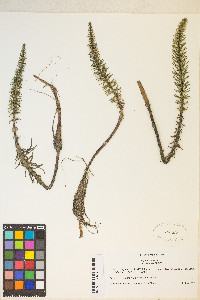 Hippuris vulgaris image