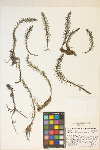 Hippuris vulgaris image
