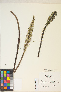 Hippuris vulgaris image