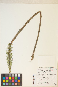 Hippuris vulgaris image