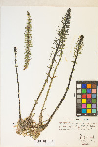 Hippuris vulgaris image