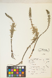 Hippuris vulgaris image