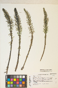 Hippuris vulgaris image