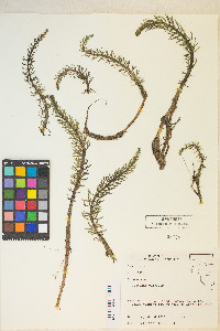 Hippuris vulgaris image