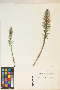 Hippuris vulgaris image