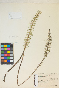 Hippuris vulgaris image