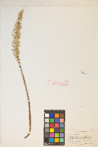 Hippuris vulgaris image